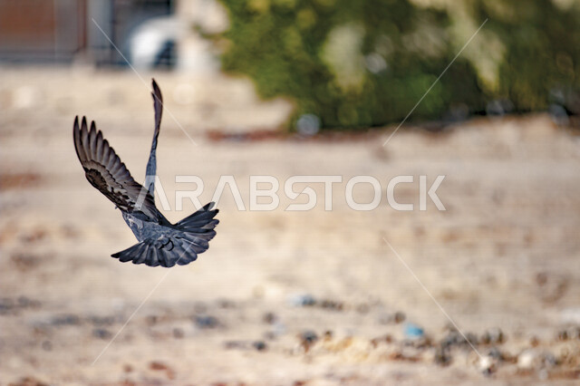 Close-up of flying pigeons, bird breeding, bird breeding nature reserve, Saudi Arabia farms, nature background