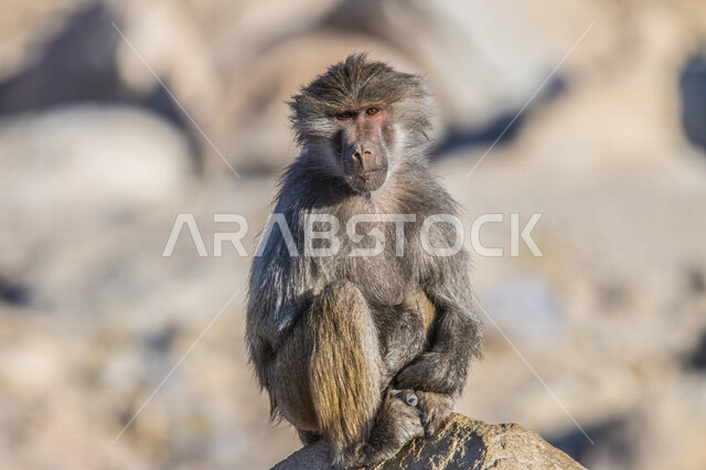 صورة مقربة لحيوان القرد يجلس على الصخرة ، حيوانات برية في المملكة العربية السعودية ، محمية طبيعية ، الحياة البرية ، السياحة في السعودية ، حديقة حيوانات في السعودية