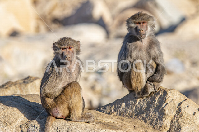 صورة مقربة لمجموعة من حيوانات القرود ، حيوانات برية في المملكة العربية السعودية ، محمية طبيعية ، الحياة البرية ، السياحة في السعودية ، حديقة حيوانات في السعودية