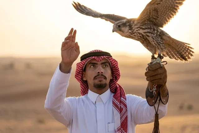 A Saudi falcon owner feeds his falcon in the traditional desert.
