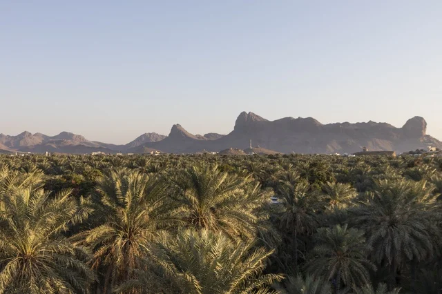 Green Palm Oasis and Mountain Landscape in Oman