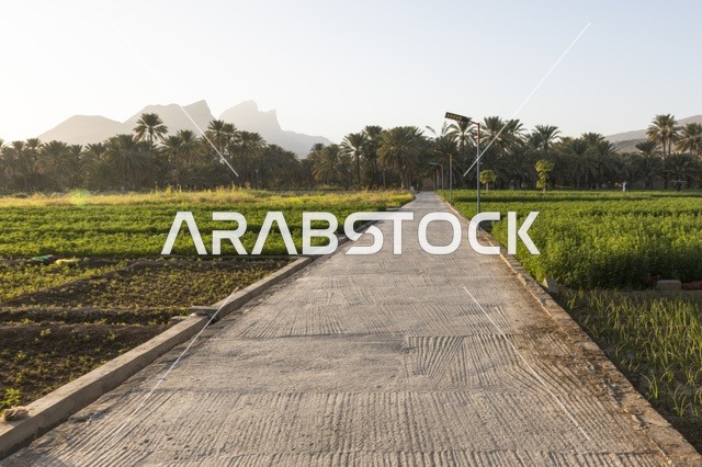 Agricultural Fields with Path in Sultanate of Oman