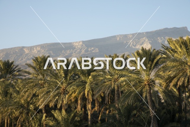 Oman Date Palm Trees and Rocky Mountain Landscape