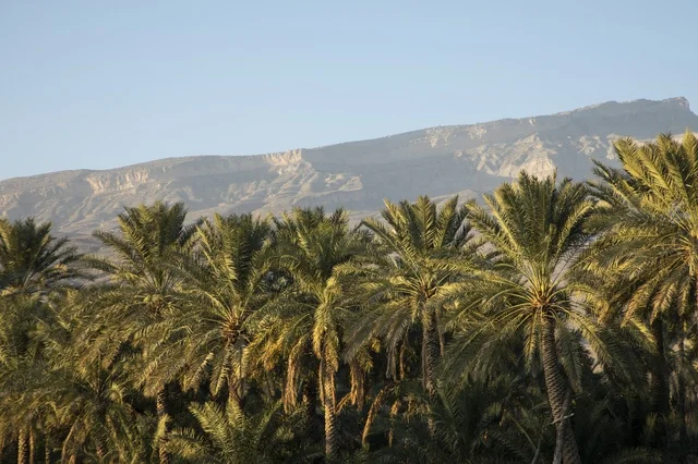 Oman Date Palm Trees and Rocky Mountain Landscape
