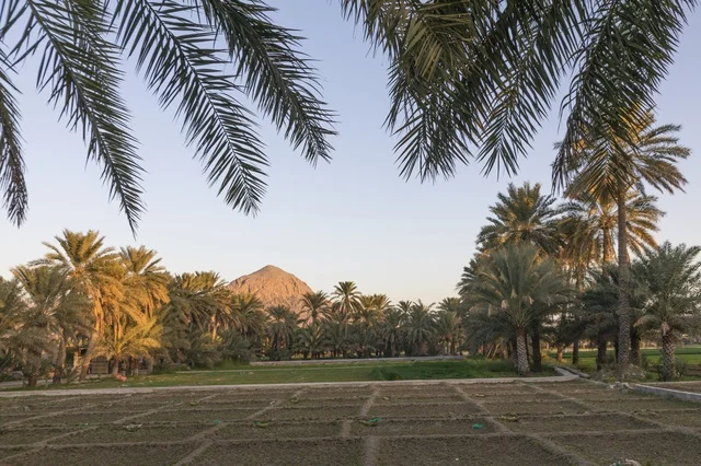 Oman Date Palm Plantation and Rocky Mountain View
