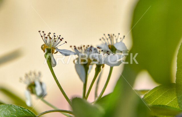 صورة مقربة لزهور شجر الإجاص البيضاء بالمملكة العربية السعودية، زراعة الأشجار المزهرة، الأشجار الخضراء والنباتات، زهور شجرة الإجاص