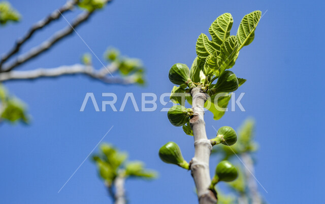 Close-up of fig trees in Saudi Arabia, fig tree farms, green trees and plants, fig fruit