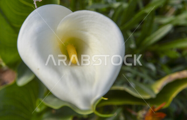 Close-up of a beautiful aromatic white flower blooming in the picturesque nature, the beauty of the landscape in Saudi Arabia, the cultivation of roses and natural flowers, the background of nature, trees and green plants