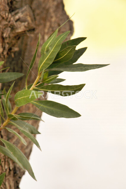 صورة مقربة لشجرة الغار بالمملكة العربية السعودية، الطبيعة في السعودية، الأشجار والنباتات الخضراء، اوراق شجرة الغار