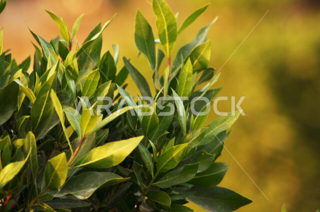 صورة مقربة لشجرة الغار بالمملكة العربية السعودية، الطبيعة في السعودية، الأشجار والنباتات الخضراء، اوراق شجرة الغار، خلفية الطبيعة