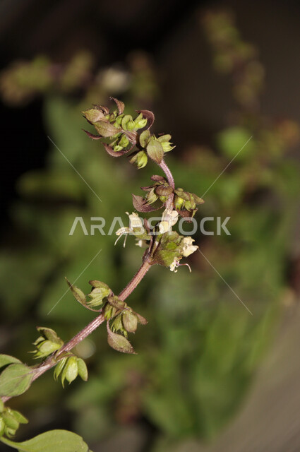 صورة مقربة لشجرة الريحان بالمملكة العربية السعودية، الطبيعة في السعودية، الأشجار والنباتات الخضراء، اوراق شجرة الريحان، خلفية الطبيعة