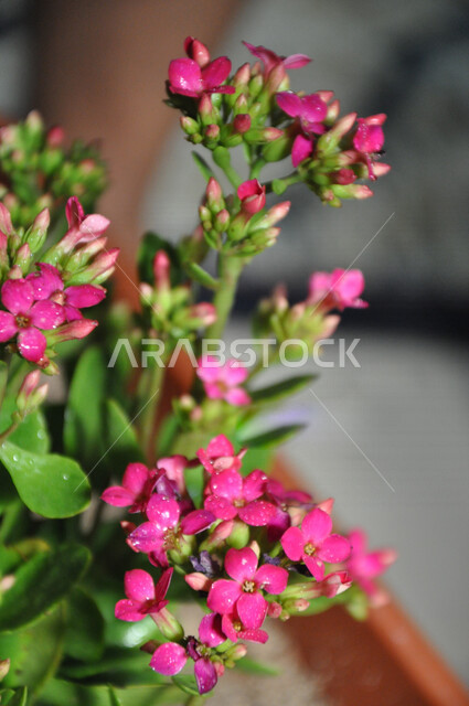 صورة ابداعية لزهور الماسة الجميلة، وراعة الأزهار والورود، ورود زهرية اللون، نباتات الزينة، ورود عطرية متفتحة