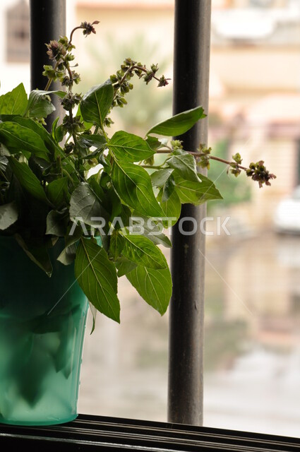 صورة مقربة لشجرة الريحان بالمملكة العربية السعودية، الطبيعة في السعودية، الأشجار والنباتات الخضراء، اوراق شجرة الريحان، خلفية الطبيعة