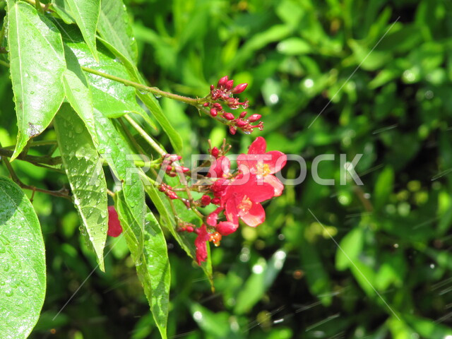 Creative image of a red rose in a garden in Saudi Arabia, beautiful blooming roses, planting flowers and roses, nature in Saudi gardens, green plants, tourism in Saudi Arabia, nature background