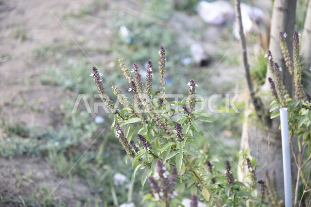 صورة مقربة لشجرة الريحان بالمملكة العربية السعودية، الطبيعة في السعودية، الأشجار والنباتات الخضراء، اوراق شجرة الريحان، خلفية الطبيعة