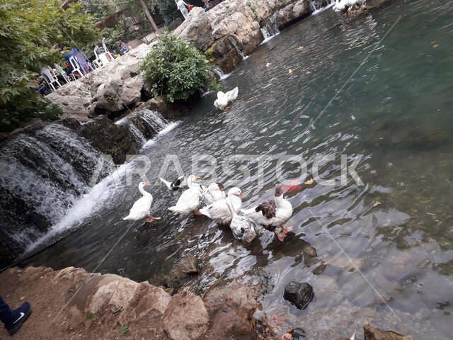 مجموعة من البط يعوم في بحيرة باحد المنتزهات، شلال مياه، مناظر طبيعية، بحيرة