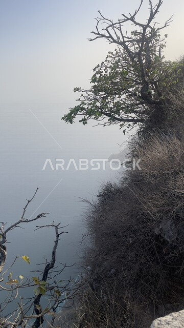 صورة ابداعية للأشجار والنباتات في صلالة بسلطنة عمان، سفوح جبلية، اشجار معلقة، الطبيعة الخلابة في عمان، خلفية للطبيعة