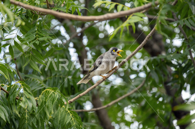 صورة لطائر المينا يقف على اغصان الاشجار، آكل الرحيق الصاخب ، طائر الياسمين في الطبيعة البرية ، طيور برية مغردة وناطقة  ، الحياة البرية