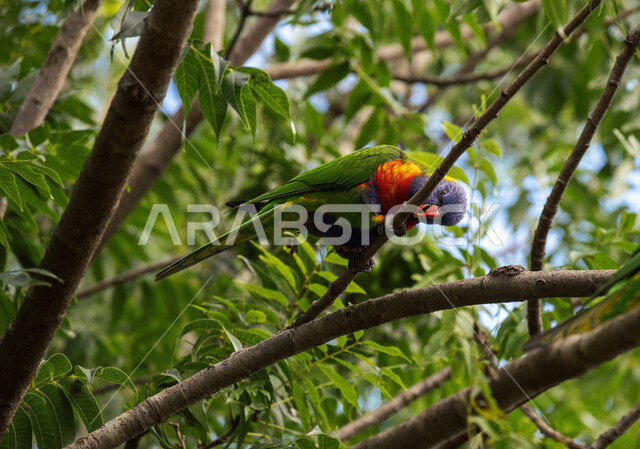 صورة لببغاء اللوري يقف على اغصان الاشجار، لوركيت قوس قزح ، طائر بألوان زاهية في الطبيعة البرية ، طيور برية ناطقة  ، الحياة البرية