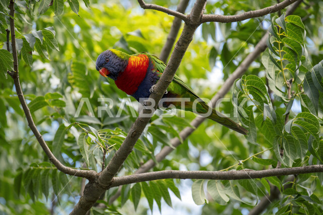 صورة لببغاء اللوري يقف على اغصان الاشجار، لوركيت قوس قزح ، طائر بألوان زاهية في الطبيعة البرية ، طيور برية ناطقة  ، الحياة البرية