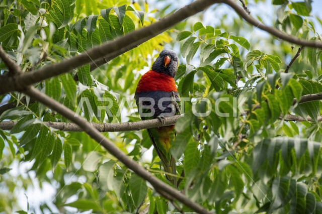 صورة لببغاء اللوري يقف على اغصان الاشجار، لوركيت قوس قزح ، طائر بألوان زاهية في الطبيعة البرية ، طيور برية ناطقة  ، الحياة البرية