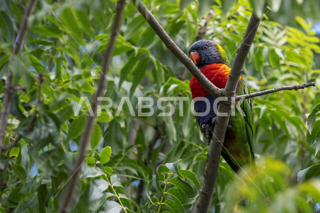 صورة لببغاء اللوري يقف على اغصان الاشجار، لوركيت قوس قزح ، طائر بألوان زاهية في الطبيعة البرية ، طيور برية ناطقة  ، الحياة البرية