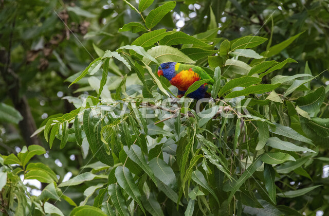 صورة لببغاء اللوري يقف بين اغصان الاشجار، لوركيت قوس قزح ، طائر بألوان زاهية في الطبيعة البرية ، طيور برية ناطقة ، الحياة البرية