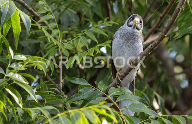 صورة لطائر المينا يقف على اغصان الاشجار، آكل الرحيق الصاخب ، طائر الياسمين في الطبيعة البرية ، طيور برية مغردة وناطقة  ، الحياة البرية