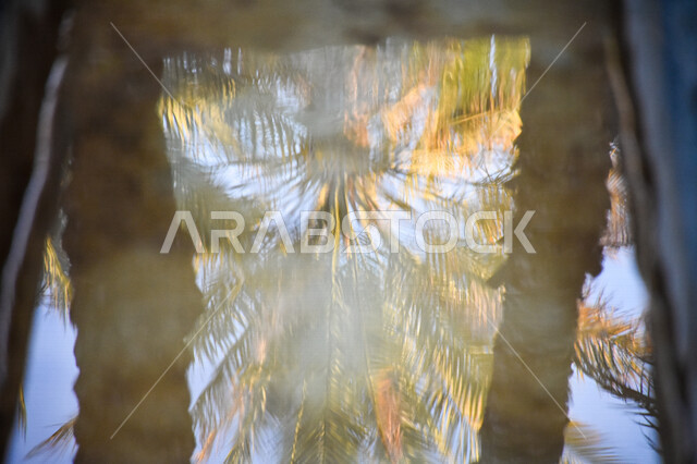 Creative image of palm reflection in water in an oasis in Al Ain city, Abu Dhabi in the United Arab Emirates, palm oasis, palm trees, palm reflection in water, landscape, sunshine