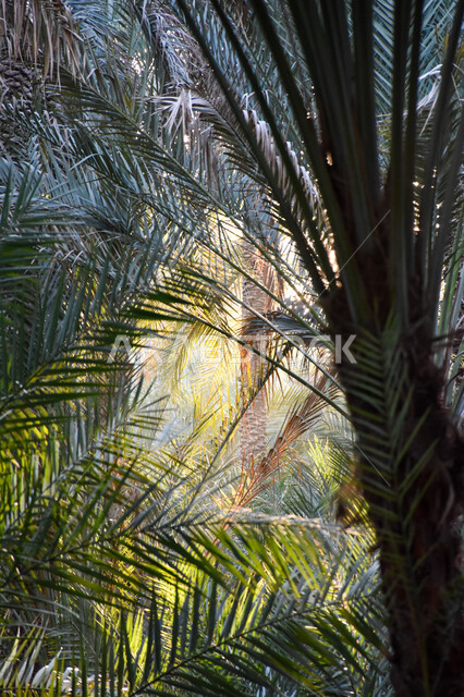 صورة ابداعية لاشجار النخيل في واحة بمدينة العين بأبو ظبي في الإمارات العربية المتحدة، واحة نخيل، أشجار النخيل، مناظر طبيعية خلابة، اشعة الشمس