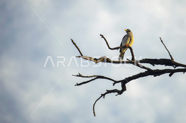 Picture of a myna bird standing on tree branches, noisy nectar eater, jasmine bird in the wild, wild singing and talking birds, wildlife