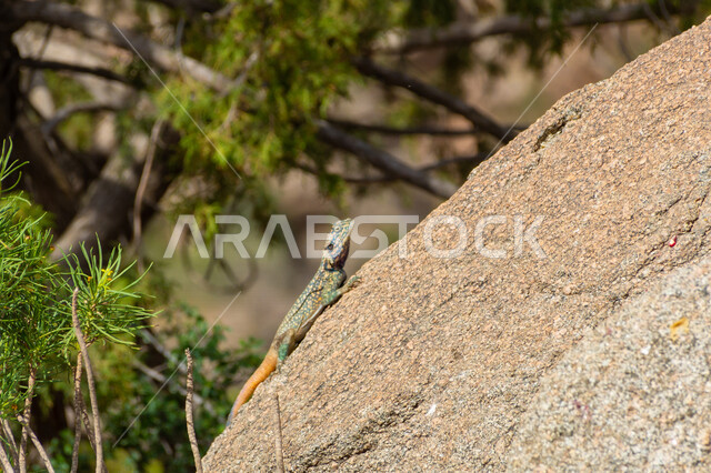 صورة لسحلية تقف على الصخور في المملكة العربية السعودية ، زواحف برية بألوان مختلفة ، حيوانات صحراوية 