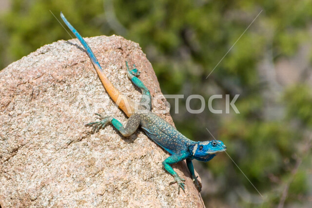 صورة لسحلية تقف على الصخور في المملكة العربية السعودية ، زواحف برية بألوان مختلفة ، حيوانات صحراوية 