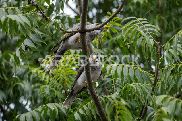 صورة لطائر المينا يقف على اغصان الاشجار، آكل الرحيق الصاخب ، طائر الياسمين في الطبيعة البرية ، طيور برية مغردة وناطقة  ، الحياة البرية