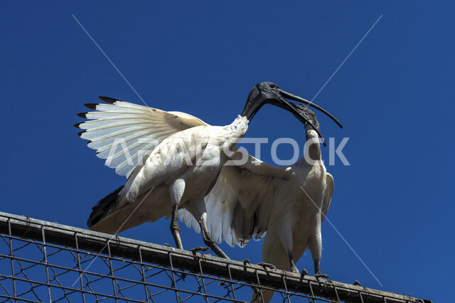 Picture of black-headed ibis, water goat in nature, migratory wild birds, wildlife