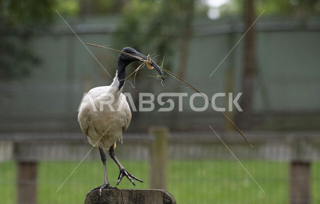 صورة لطائر أبو منجل ذو الرأس الاسود يلتقط الطعام في منقاره ، طائر عنز الماء في الطبيعة ، طيور برية مهاجرة ، الحياة البرية