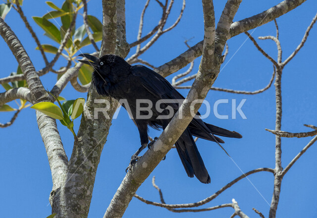 صورة لطائر الغراب الاسود على اغصان الاشجار في الطبيعة  ، الغراب النوحي ، طيور برية ناطقة  ، الحياة البرية