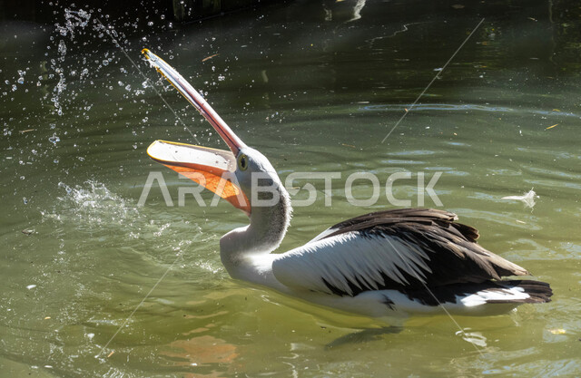 Picture of the roasting bird in water, nature wallpaper, bird breeding, nature reserve, wildlife, water birds, swan water