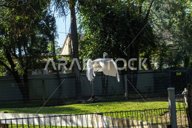 A copy of the White Berchon bird of migratory birds in Saudi Arabia, Nature Jamal in Saudi Arabia, Nature, Nature Reserve, Wildlife, Bird Education