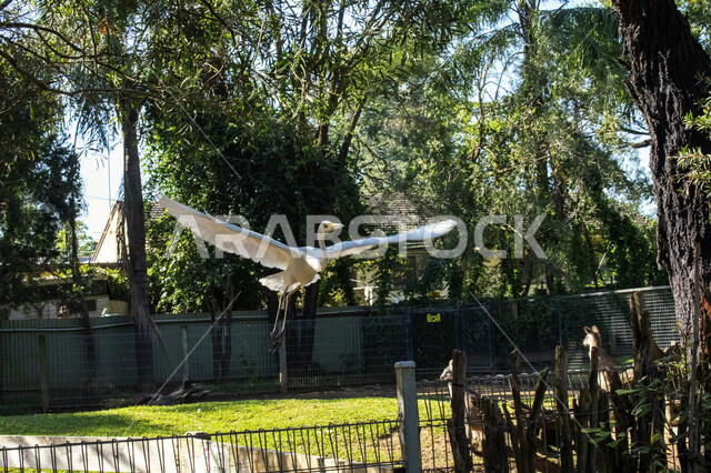 A copy of the White Berchon bird of migratory birds in Saudi Arabia, Nature Jamal in Saudi Arabia, Nature, Nature Reserve, Wildlife, Bird Education