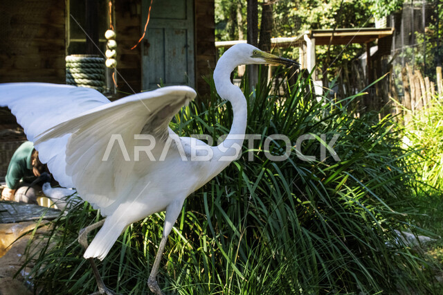 صورة لطائر البلشون الابيض من الطيور المهاجرة في المملكة العربية السعودية ، جمال الطبيعية في السعودية ، خلفية للطبيعة , محمية طبيعية ، الحياة البرية ، تربية الطيور