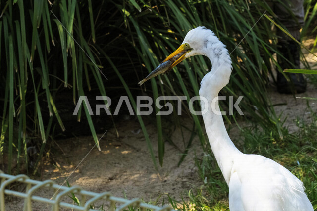 صورة لطائر البلشون الابيض من الطيور المهاجرة في المملكة العربية السعودية ، جمال الطبيعية في السعودية ، خلفية للطبيعة , محمية طبيعية ، الحياة البرية ، تربية الطيور