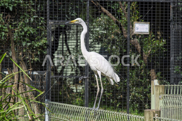 صورة لطائر البلشون الابيض من الطيور المهاجرة في المملكة العربية السعودية ، جمال الطبيعية في السعودية ، خلفية للطبيعة , محمية طبيعية ، الحياة البرية ، تربية الطيور