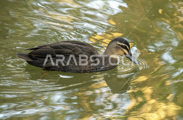 صورة لطائر البط في المياه ، تربية البط والطيور ، محمية طبيعية ، الحياة البرية ، طيور مائية ، طائر البط