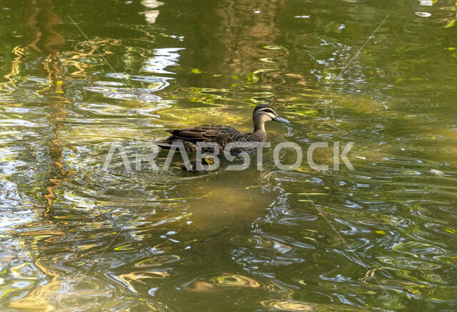 صورة لطائر البط في المياه ، تربية البط والطيور ، محمية طبيعية ، الحياة البرية ، طيور مائية ، طائر البط