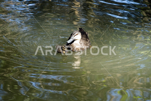 صورة لطائر البط في المياه ، تربية البط والطيور ، محمية طبيعية ، الحياة البرية ، طيور مائية ، طائر البط