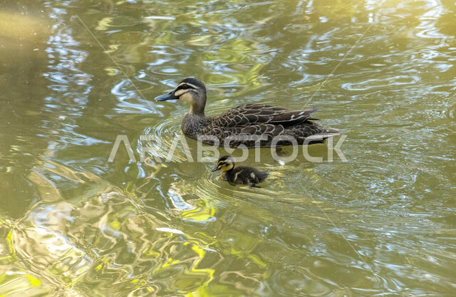 صورة لطائر البط في المياه ، تربية البط والطيور ، محمية طبيعية ، الحياة البرية ، طيور مائية ، طائر البط
