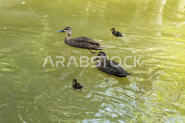 Image of the ducks in the water, breeding ducks and birds, natural reserve, wildlife, water birds, duck