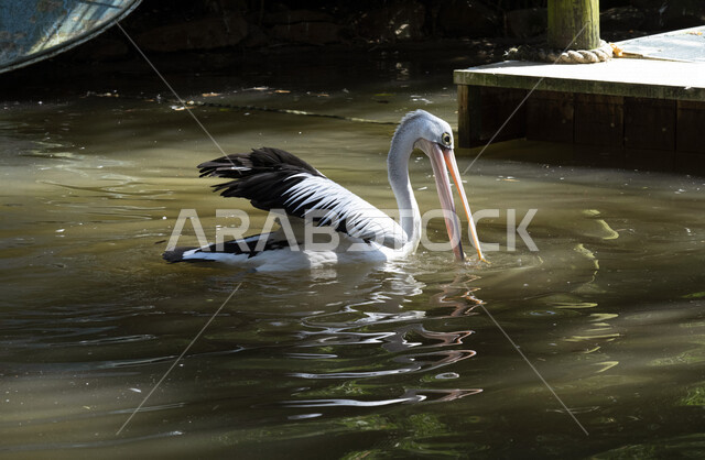 صورة لطائر البجعة في المياه ، خلفية للطبيعة ، تربية الطيور ، محمية طبيعية ، الحياة البرية ، طيور مائية ، طائر البجعة المائي