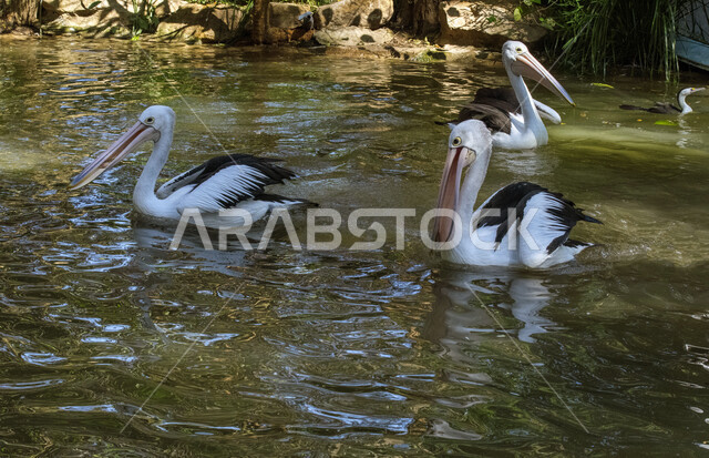 صورة لطائر البجعة في المياه ، خلفية للطبيعة ، تربية الطيور ، محمية طبيعية ، الحياة البرية ، طيور مائية ، طائر البجعة المائي
